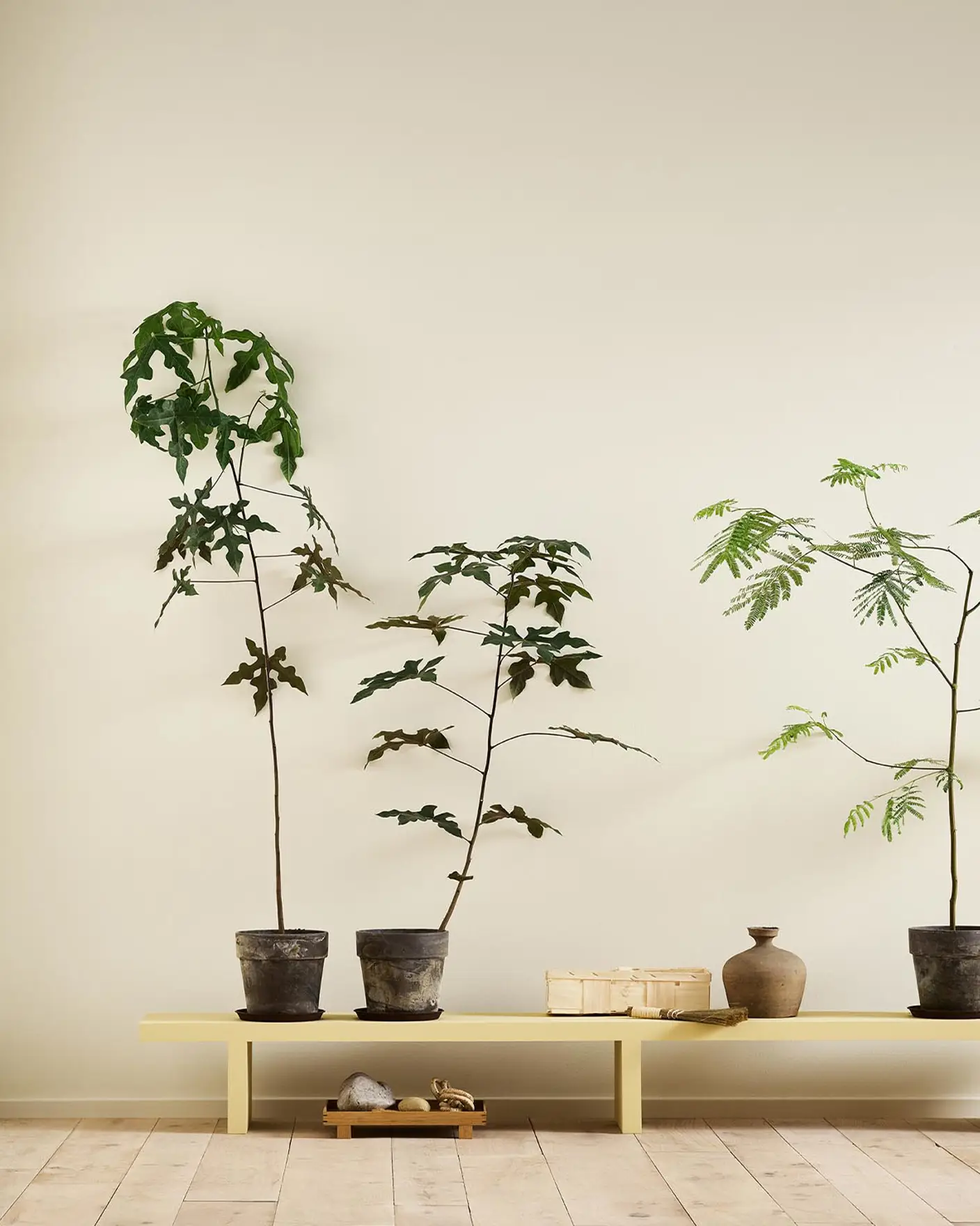 A yellow bench in the Jotun colour 1965 Ginger Tea against a golden, white wall painted in 1625 Soul.