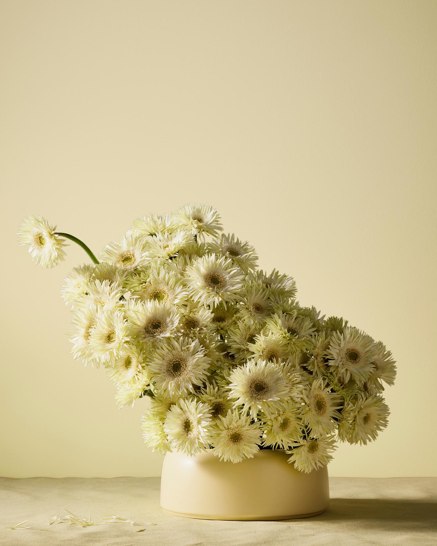 A bouquet of white gerberas create a gentle, sunlit still life with a fresh and cheerful vibe with a fresh yellow backdrop painted with the colour 1775 Fresh Pasta from Jotun.