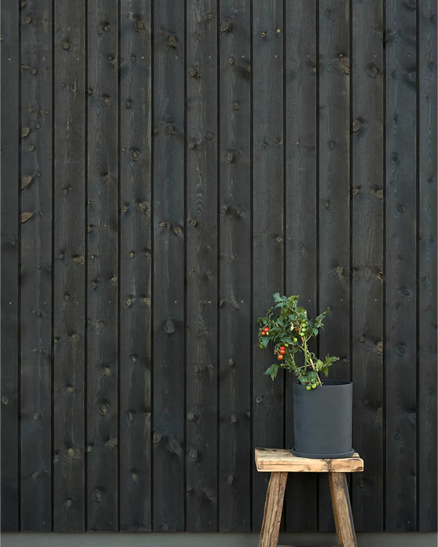 TREBITT 9809 Night Black - 1877 Valmuefrø